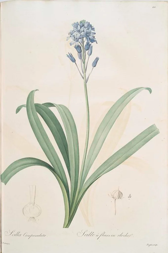 An illustration from Les liliacées, 1805, leaf 444