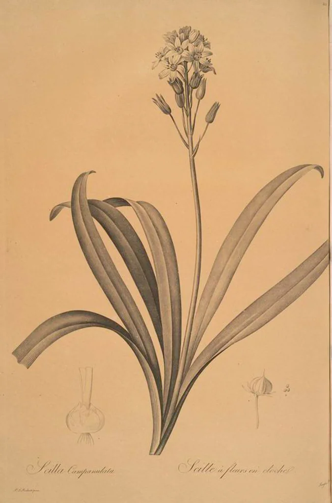 An illustration from Les liliacées, 1805, leaf 444