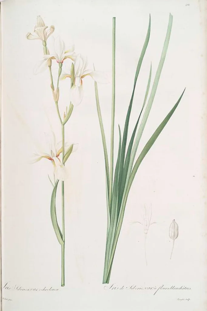 An illustration from Les liliacées, 1805, leaf 447