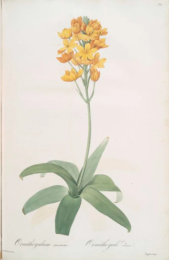 An illustration from Les liliacées, 1805, leaf 448
