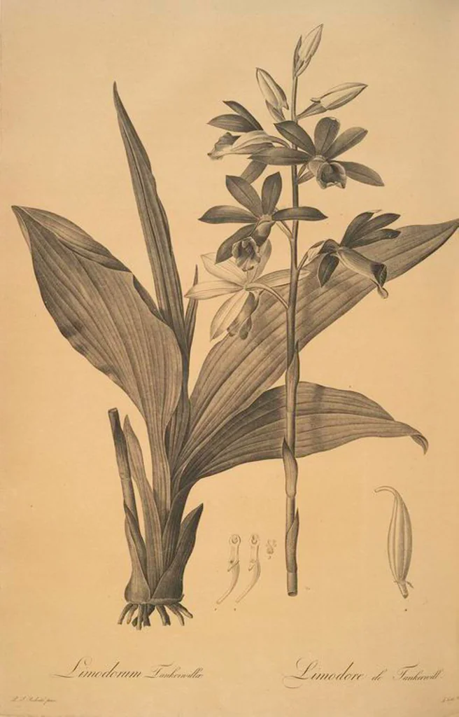 An illustration from Les liliacées, 1805, leaf 45