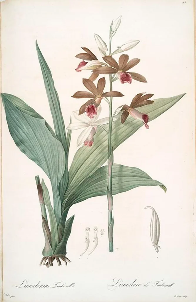 An illustration from Les liliacées, 1805, leaf 45