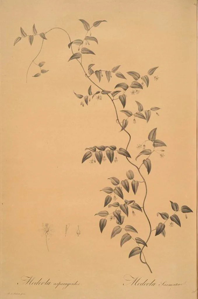 An illustration from Les liliacées, 1805, leaf 451