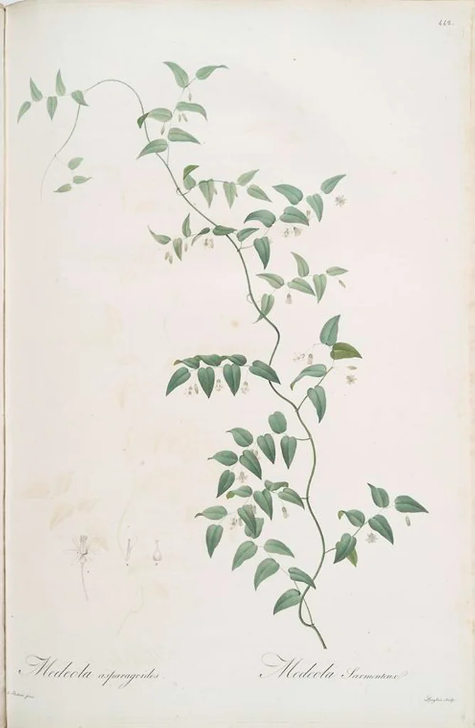 An illustration from Les liliacées, 1805, leaf 451