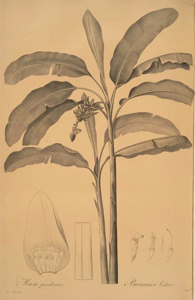 An illustration from Les liliacées, 1805, leaf 452