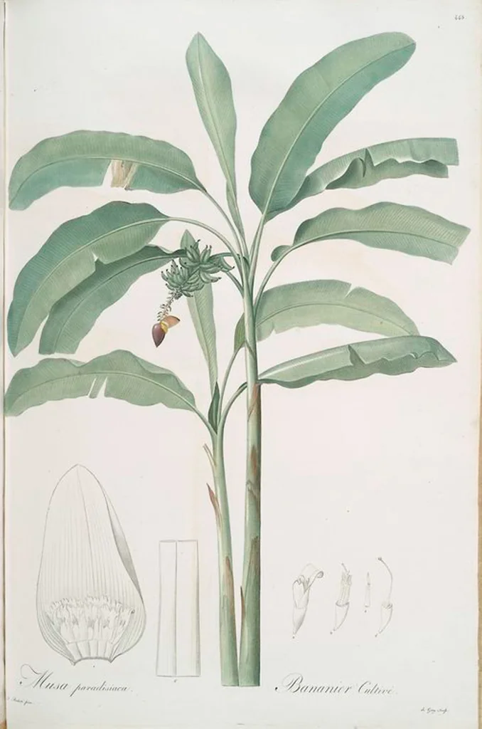An illustration from Les liliacées, 1805, leaf 452