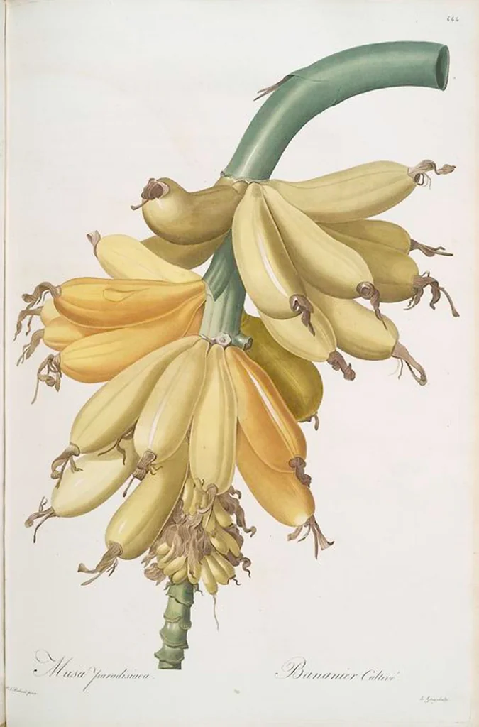 An illustration from Les liliacées, 1805, leaf 453