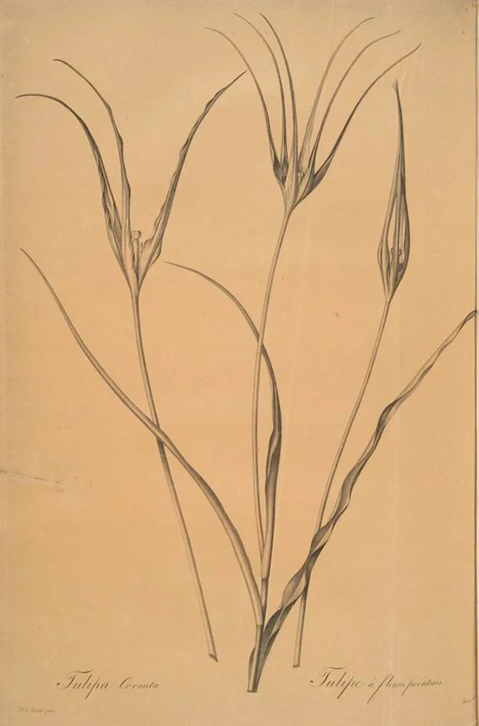 An illustration from Les liliacées, 1805, leaf 454