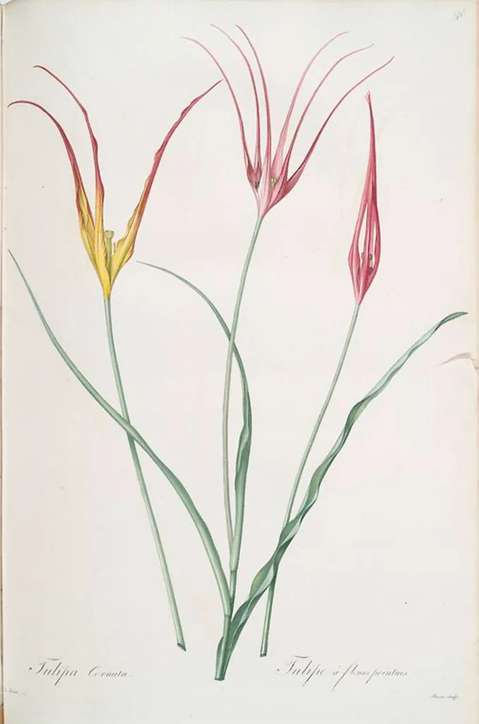 An illustration from Les liliacées, 1805, leaf 454