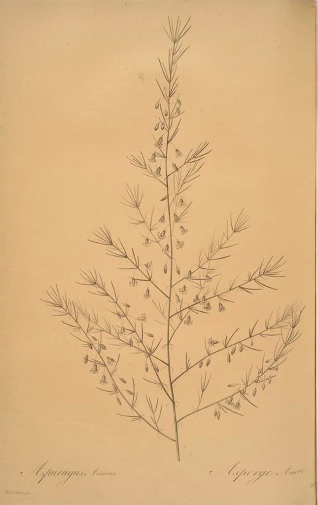 An illustration from Les liliacées, 1805, leaf 455