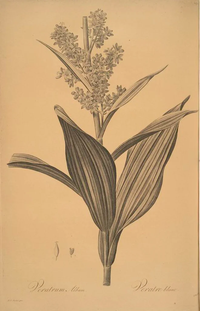 An illustration from Les liliacées, 1805, leaf 456