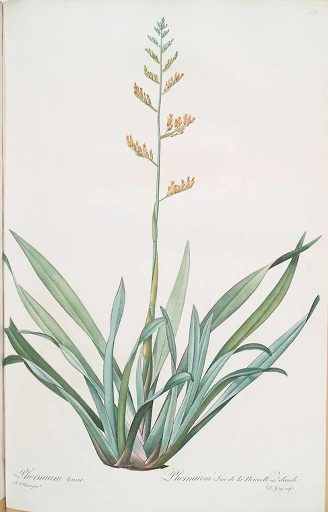 An illustration from Les liliacées, 1805, leaf 457
