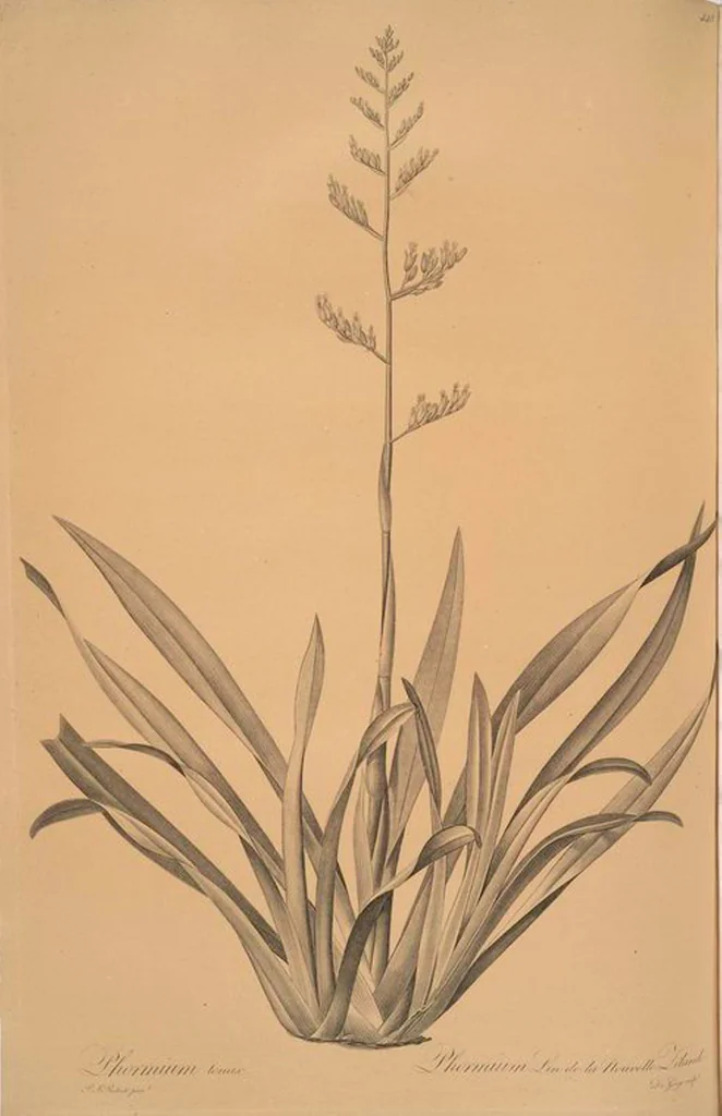 An illustration from Les liliacées, 1805, leaf 457
