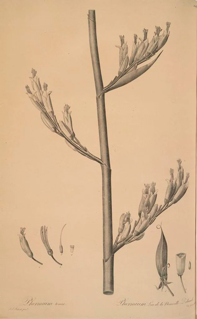 An illustration from Les liliacées, 1805, leaf 458