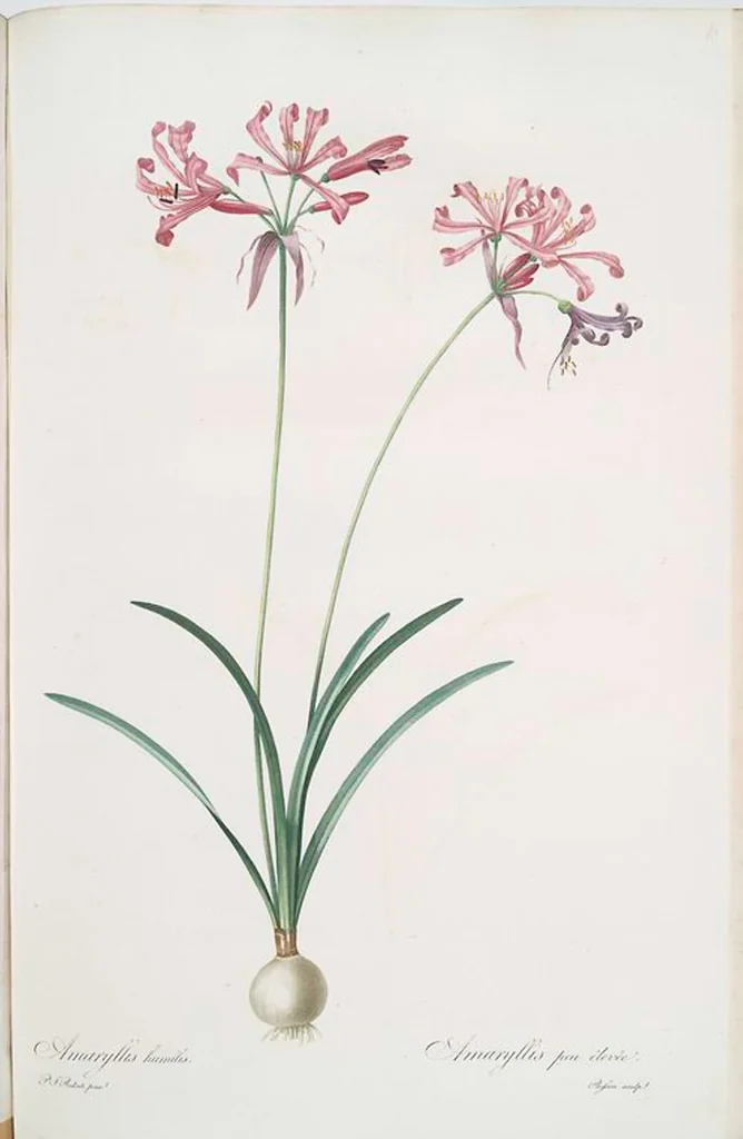 An illustration from Les liliacées, 1805, leaf 459