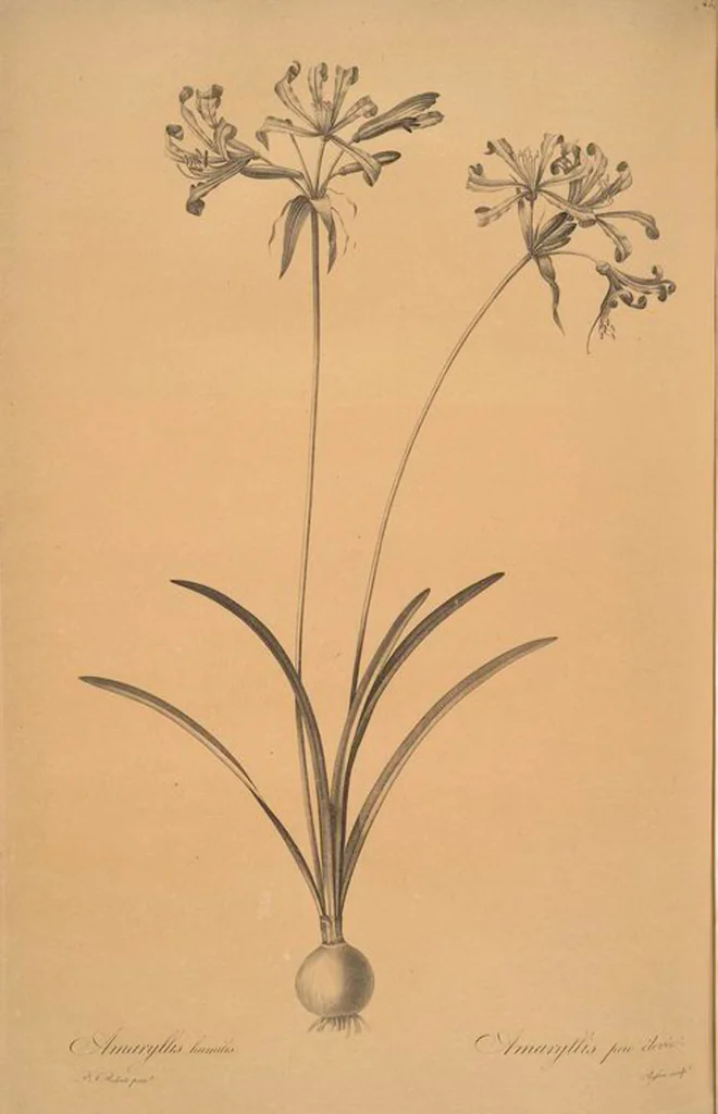 An illustration from Les liliacées, 1805, leaf 459