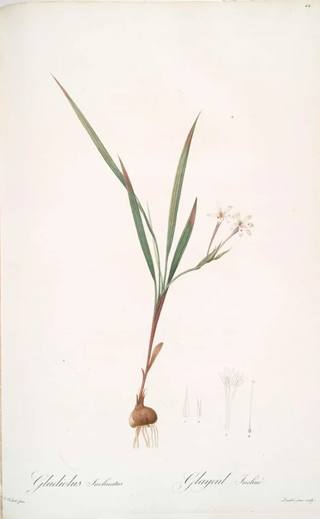 An illustration from Les liliacées, 1805, leaf 46