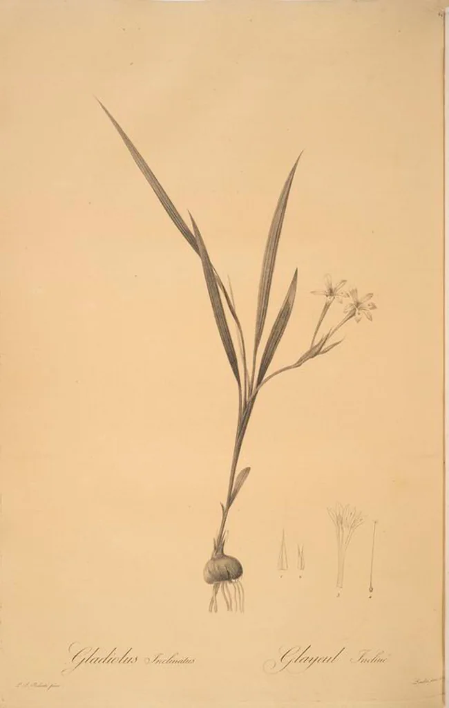 An illustration from Les liliacées, 1805, leaf 46