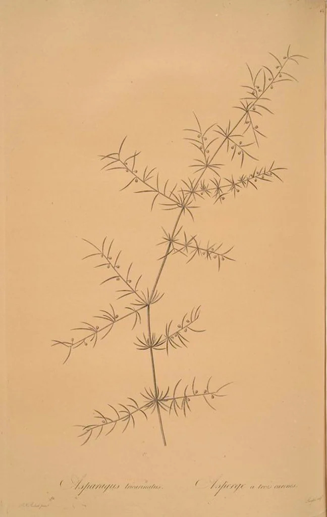 An illustration from Les liliacées, 1805, leaf 460