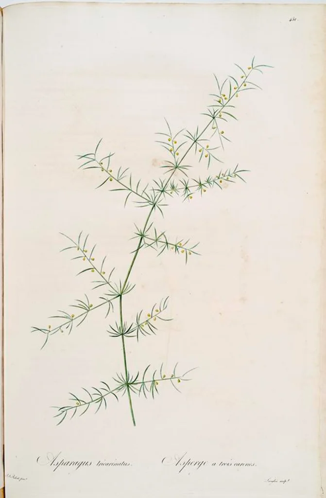 An illustration from Les liliacées, 1805, leaf 460