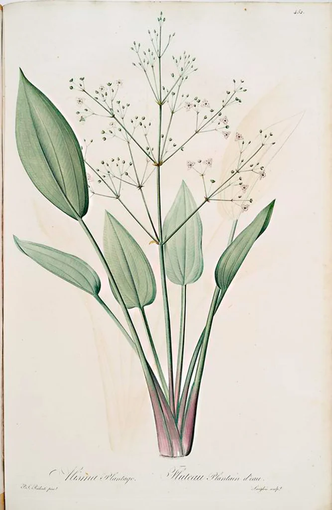 An illustration from Les liliacées, 1805, leaf 461