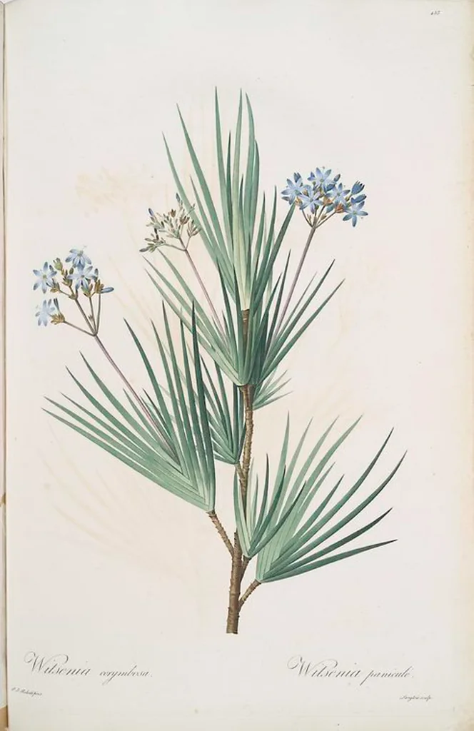 An illustration from Les liliacées, 1805, leaf 462