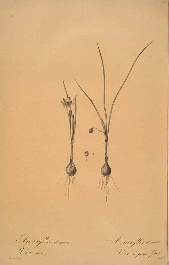 An illustration from Les liliacées, 1805, leaf 463