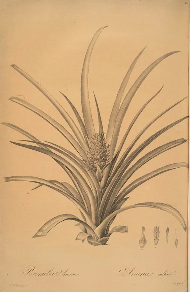 An illustration from Les liliacées, 1805, leaf 464