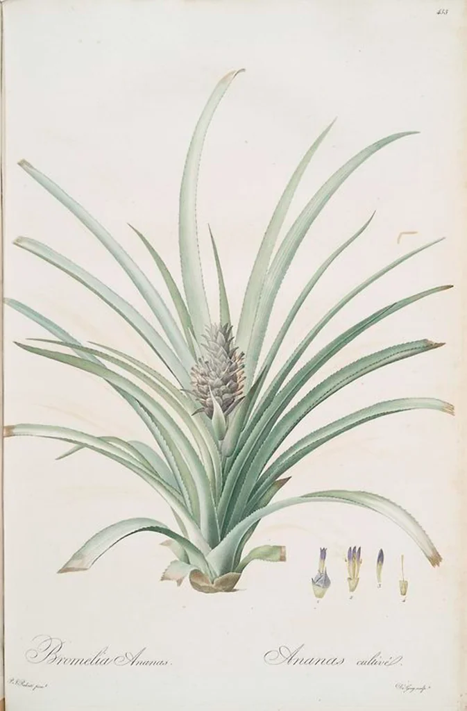 An illustration from Les liliacées, 1805, leaf 464
