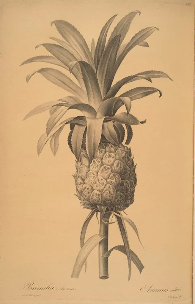 An illustration from Les liliacées, 1805, leaf 465