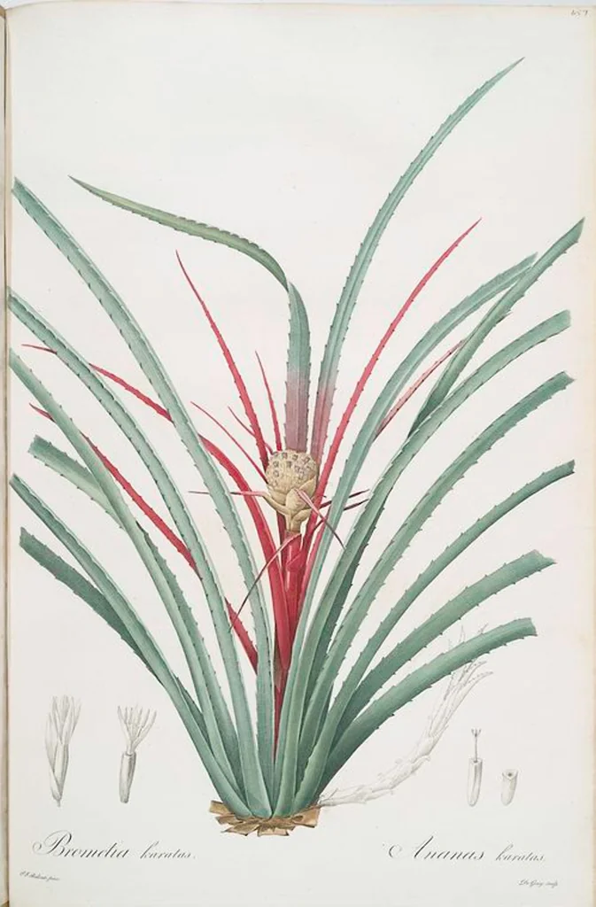 An illustration from Les liliacées, 1805, leaf 466