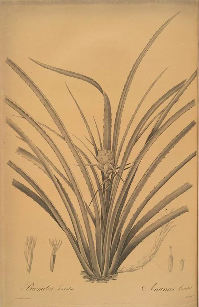 An illustration from Les liliacées, 1805, leaf 466