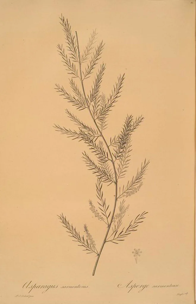An illustration from Les liliacées, 1805, leaf 469
