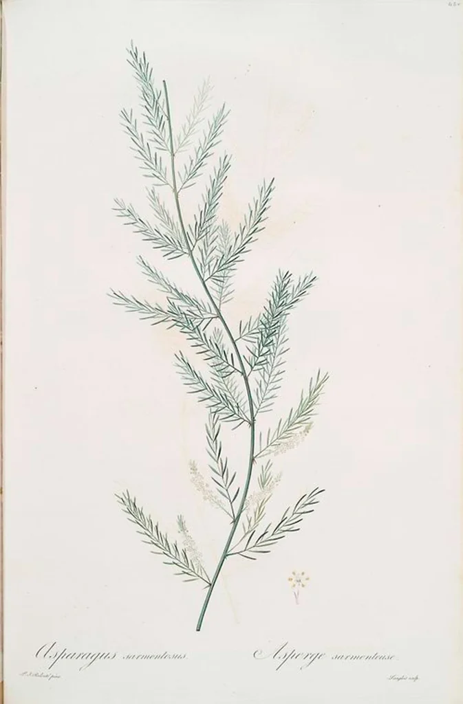 An illustration from Les liliacées, 1805, leaf 469