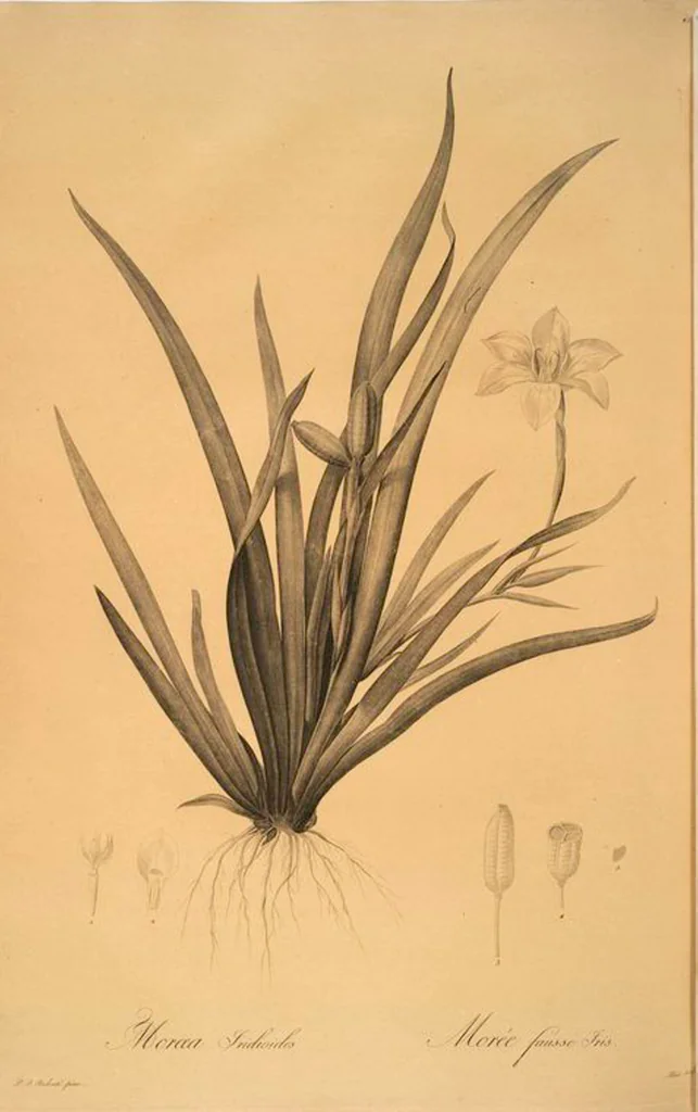 An illustration from Les liliacées, 1805, leaf 47