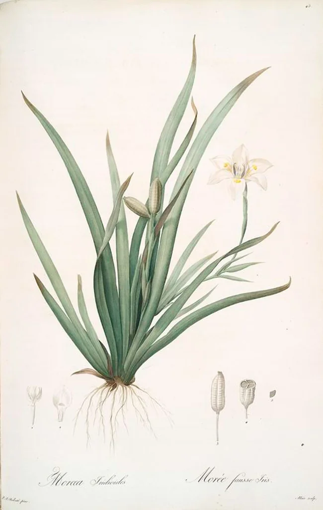 An illustration from Les liliacées, 1805, leaf 47