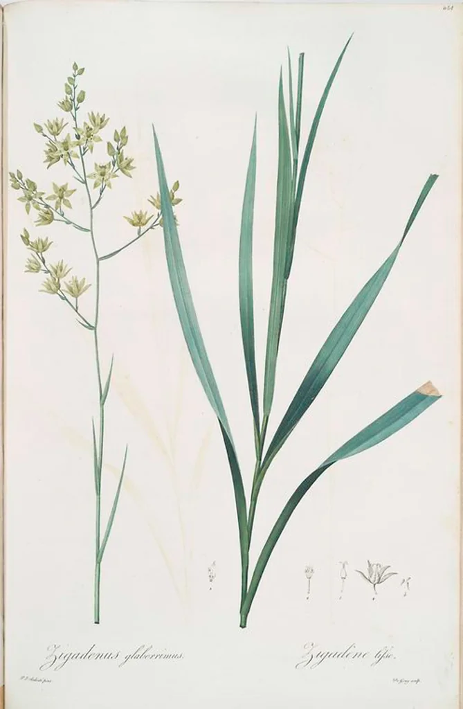 An illustration from Les liliacées, 1805, leaf 470