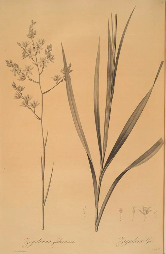 An illustration from Les liliacées, 1805, leaf 470