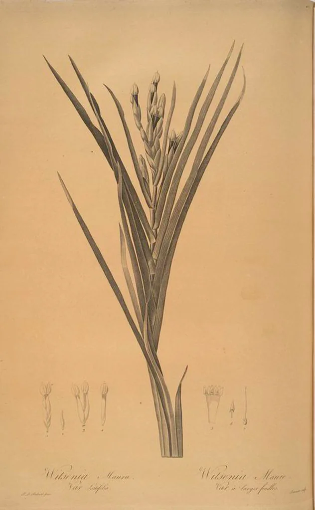 An illustration from Les liliacées, 1805, leaf 472
