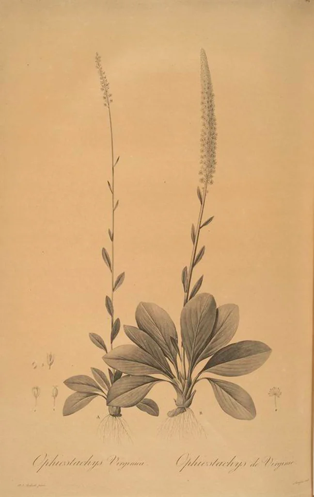 An illustration from Les liliacées, 1805, leaf 473