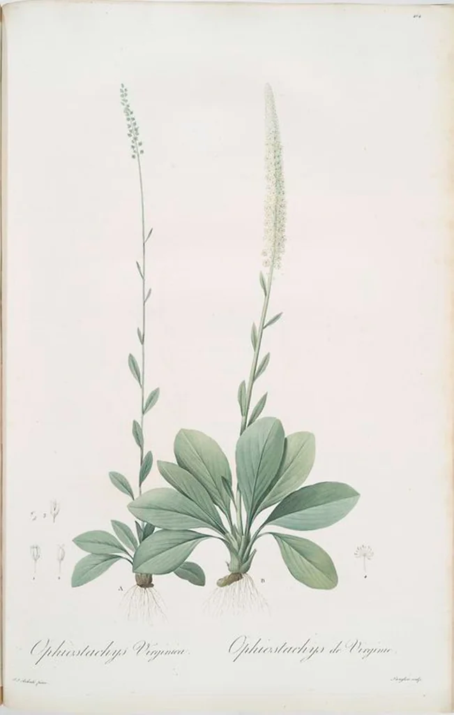 An illustration from Les liliacées, 1805, leaf 473