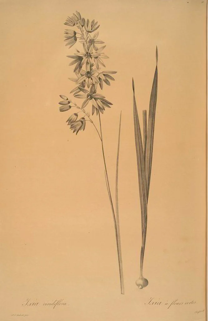 An illustration from Les liliacées, 1805, leaf 475