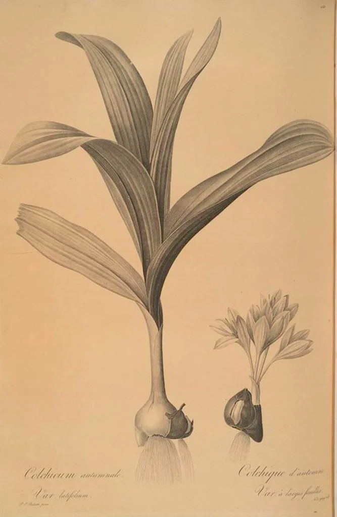 An illustration from Les liliacées, 1805, leaf 477