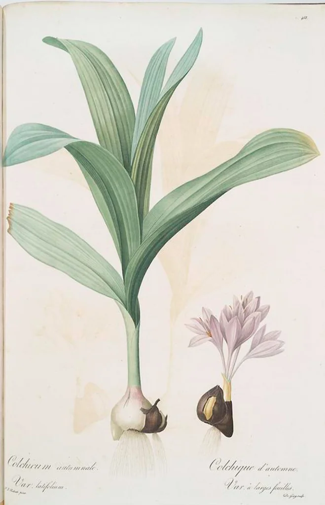An illustration from Les liliacées, 1805, leaf 477