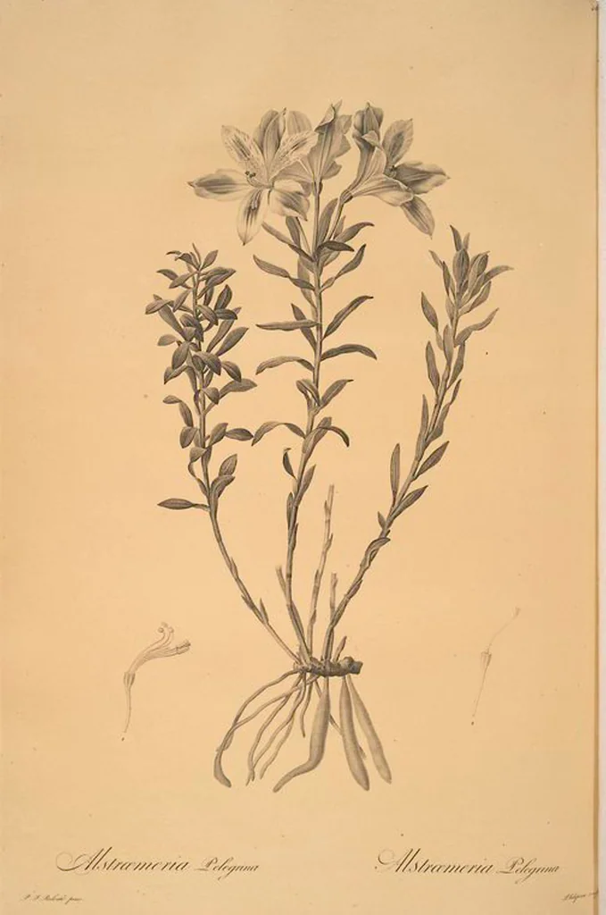 An illustration from Les liliacées, 1805, leaf 48