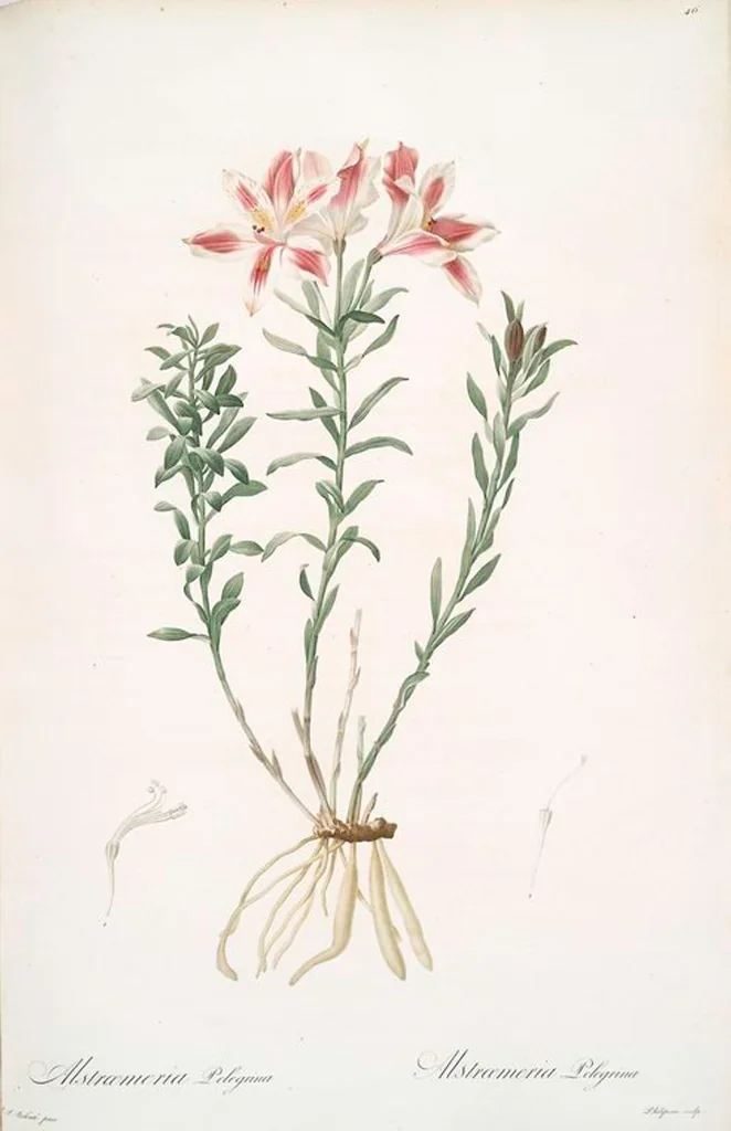 An illustration from Les liliacées, 1805, leaf 48