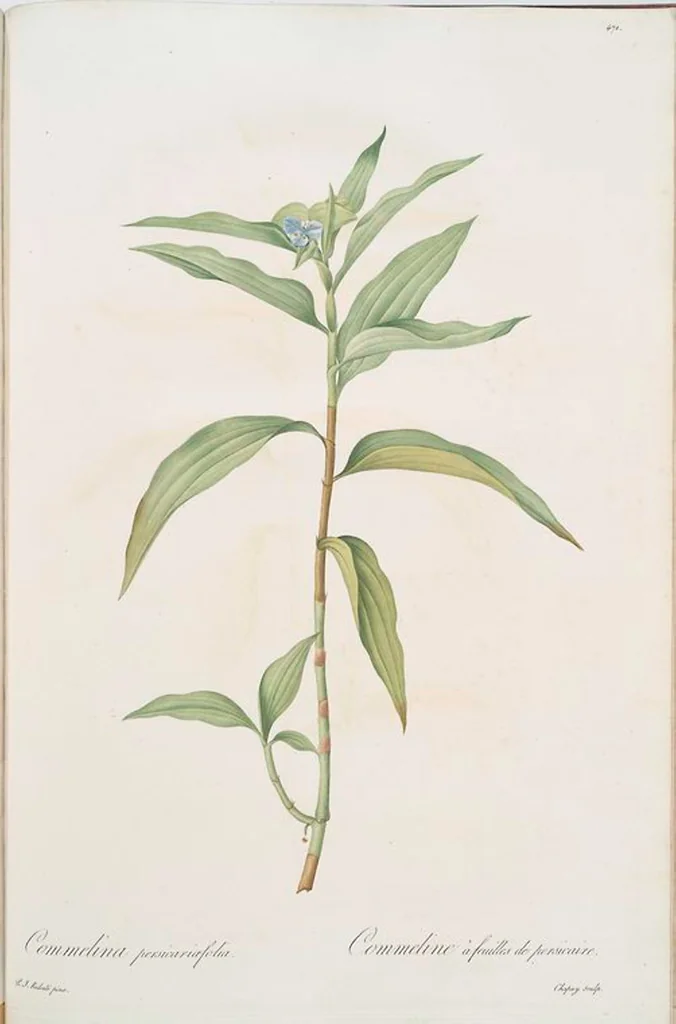 An illustration from Les liliacées, 1805, leaf 481