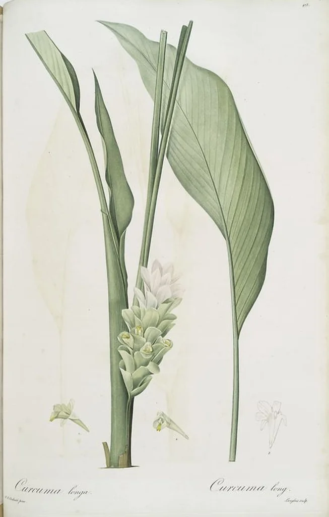 An illustration from Les liliacées, 1805, leaf 482