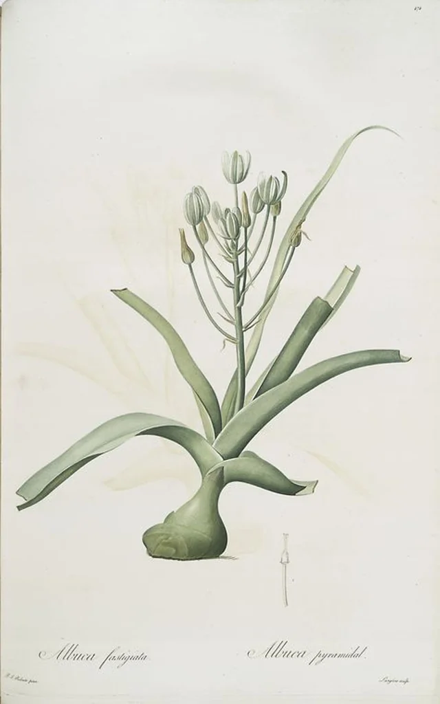 An illustration from Les liliacées, 1805, leaf 483