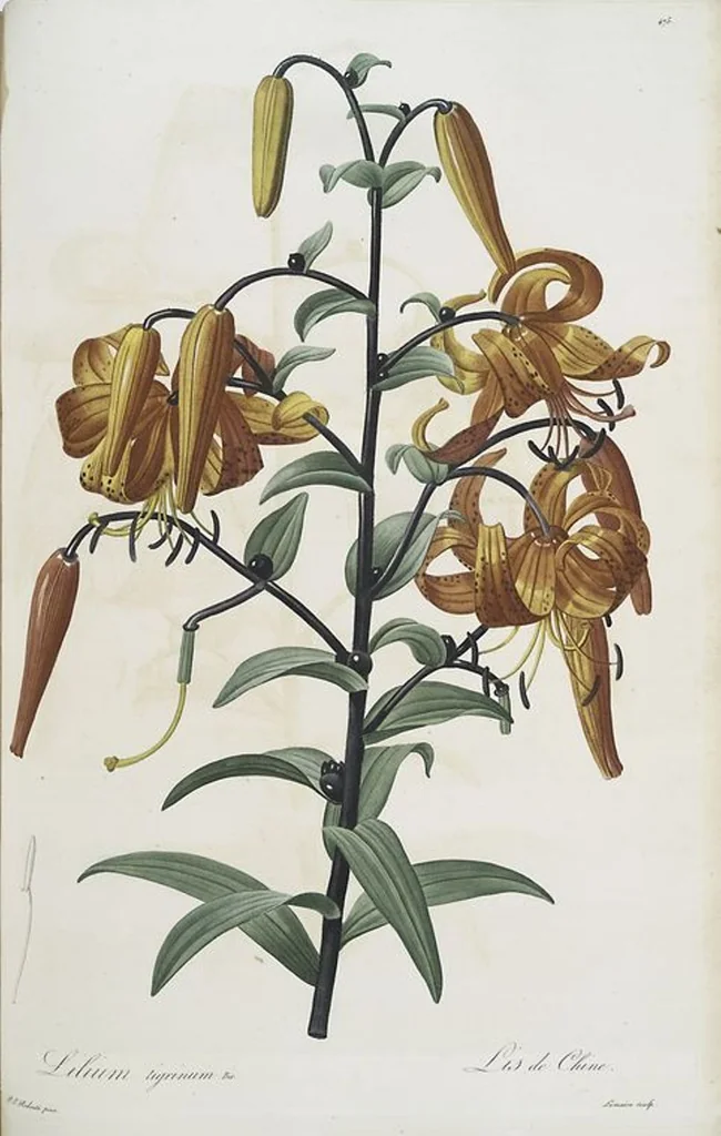An illustration from Les liliacées, 1805, leaf 484
